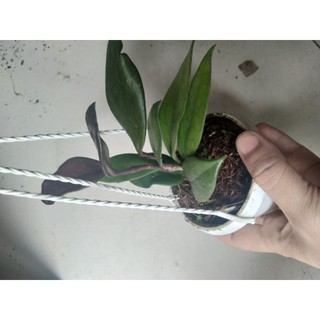 Cẩm cù đen cây giống
