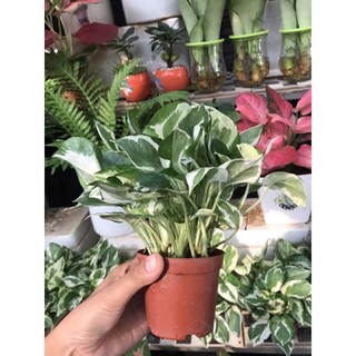 Trầu bà cẩm thạch, trầu bà lá đốm