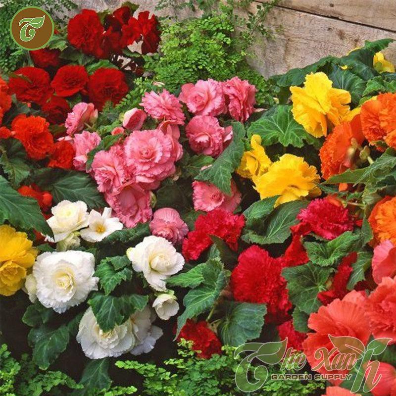 Hạt giống hoa Thu Hải Đường kép Mix (Begonia Grandiflora) 30 hạt