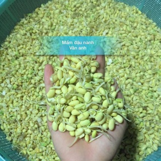 1KG MẦM ĐẬU NÀNH NGUYÊN XƠ NHÀ LÀM