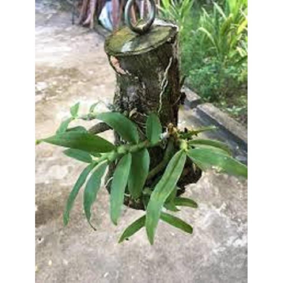 [FREESHIP - Xả Khô Máu] Hoa lan - trầm tím lào( cây cao 25cm,to khỏe, bộ rễ đẹp)+ 700g phân thỏ hữu cơ