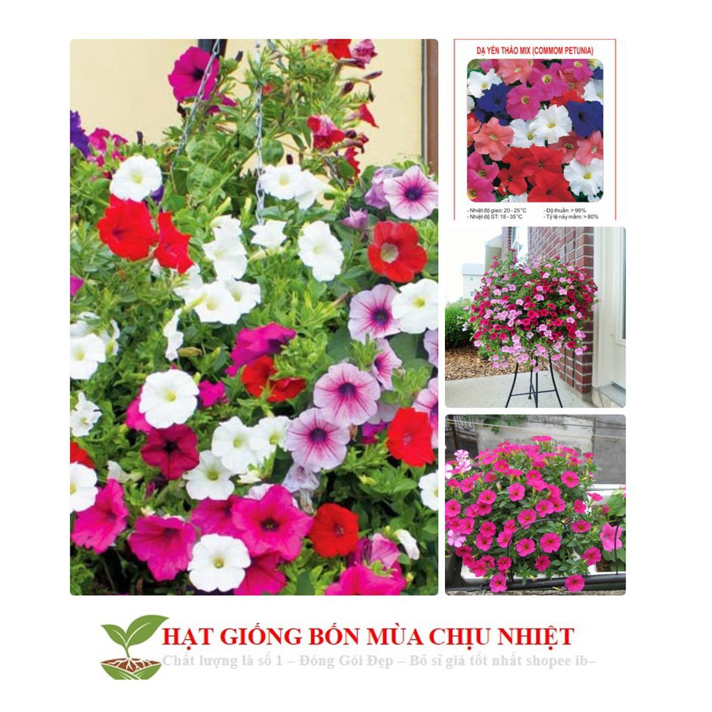 Hạt Giống Dạ yến thảo Mix 100 Hạt/ Gói ĐẾN MÙA TRỒNG TẾT luckyseed hạt siêu rẻ