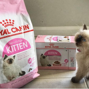 Hạt Royal Canin Kitten Cho Mèo Con