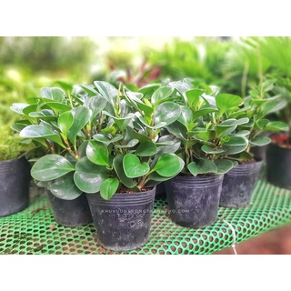 Cây trường sinh để bàn 20-30cm  (đã bật hỏa tốc HCM)