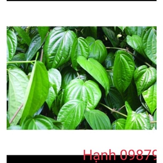 lá trầu không tươi 500g