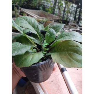 Bầu cây giống đồng tiền lùn