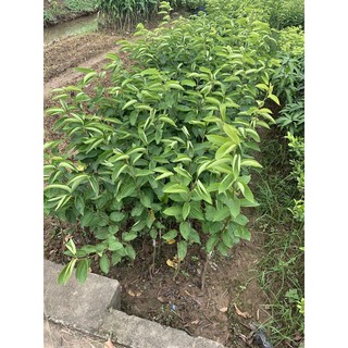 Cây Lê nâu Hàn quốc