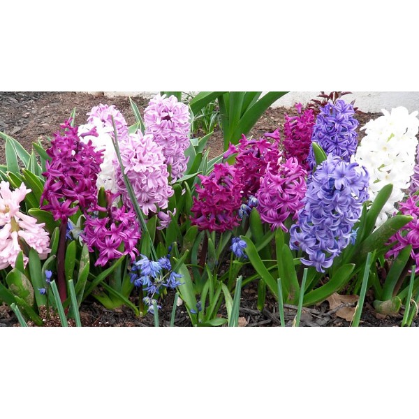 10 Hạt Hoa Dạ Lan (Hương) Mix Màu -Hyacinth Có đủ 7 màu để lựa chọn