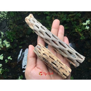 Lũa cholla - lũa xương rồng cho tép cảnh, đồ chơi tép thủy sinh