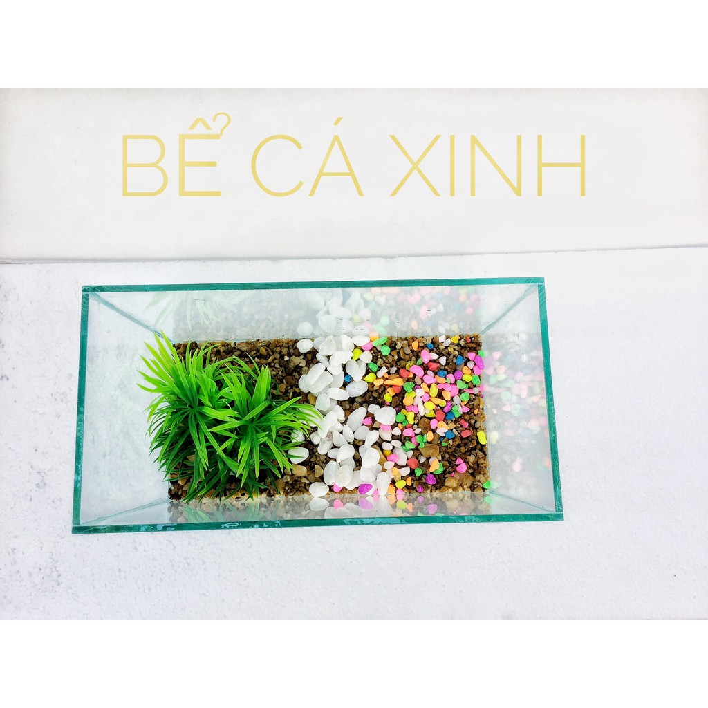 Bể cá mini để bàn 30x15x15 cm