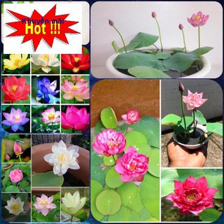 Hạt giống sen nhật mini 9 mầu chọn ngẫu nhiên tặng kích mầm