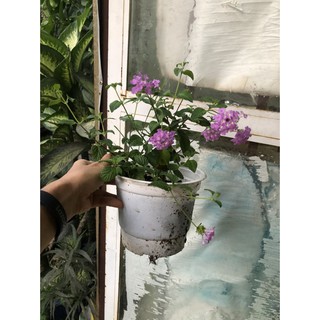 Chậu cây hoa Ngũ Sắc Tím đang nụ hoặc đang hoa - Cây Trâm Ổi - Cosmos Bipinnuatus