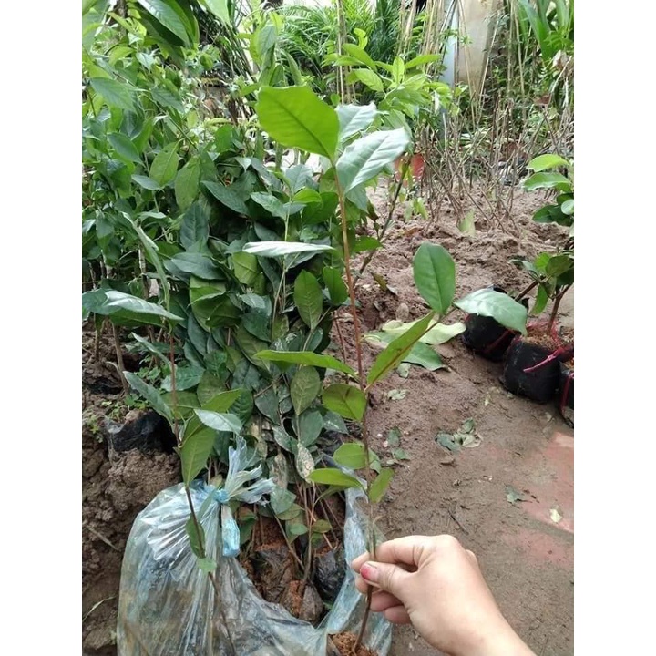 Cây giống chè (trà xanh) cao 20-40cm, combo 2 cây