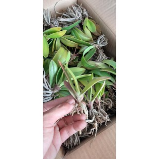 Siêu kích thích ra rễ