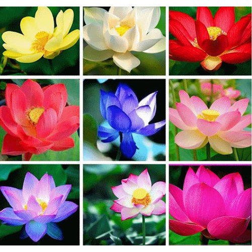hạt giống sen mini nhật