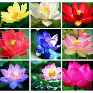 hạt giống sen mini nhật