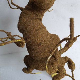 Cây bonsai mẫu BS3