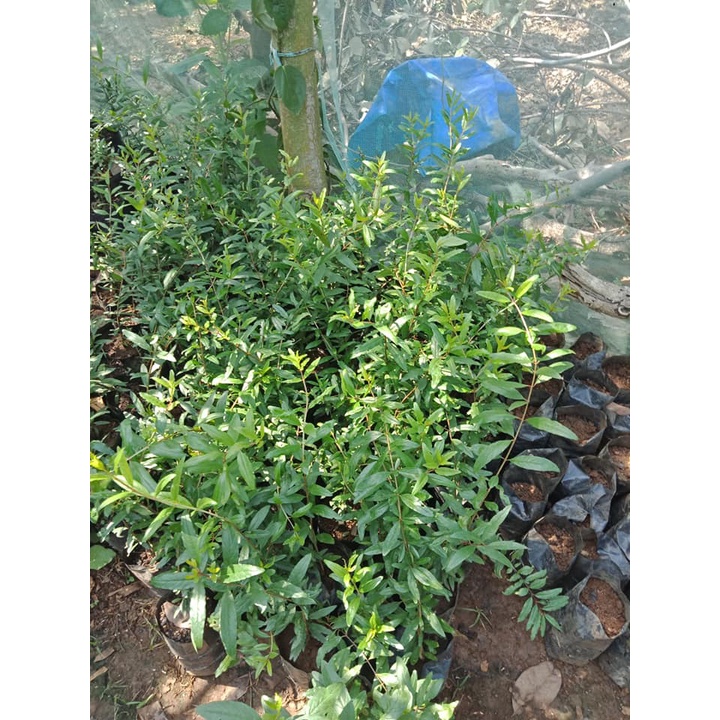 Cây Lựu Tím  - Giống cây trồng cây ăn trái