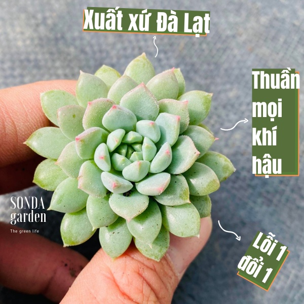 Sen đá dù xanh SONDA GARDEN size mini 2.5-4cm, xuất xứ Đà Lạt, khoẻ đẹp, lỗi 1 đổi 1