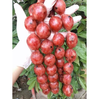 LẠP THỊT HỒ LÔ 85% Nạc - Dạng Viên