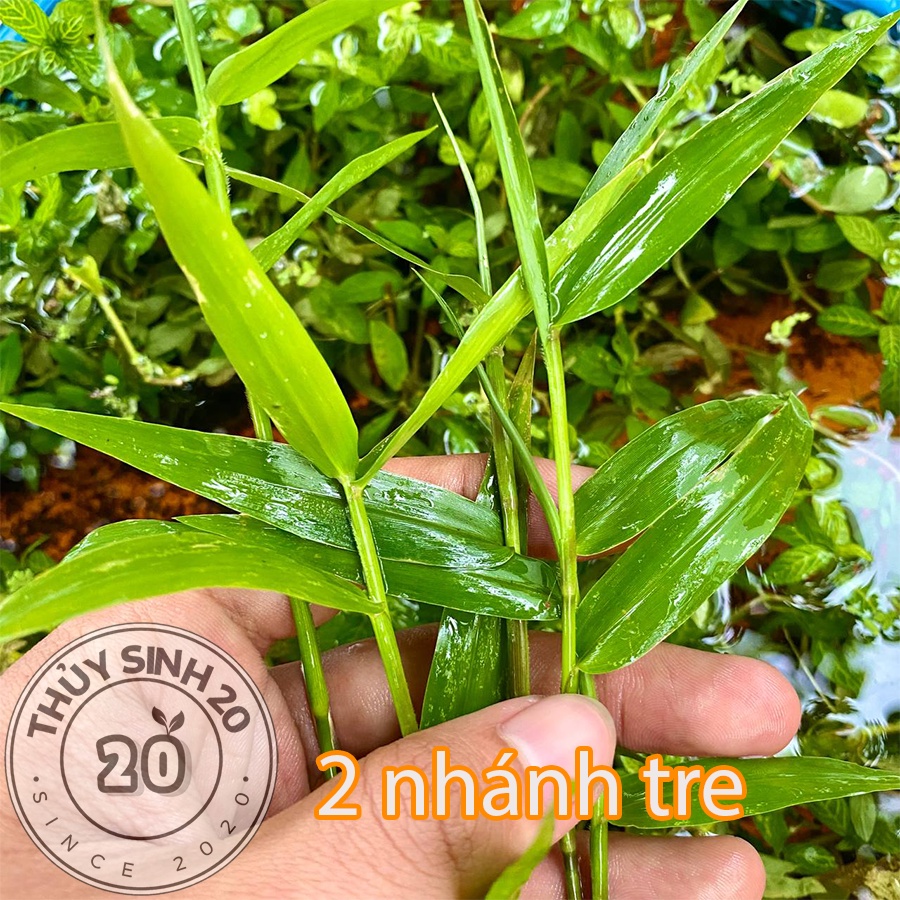 Cây Tre Thủy Sinh [chỉ ship miền Nam]