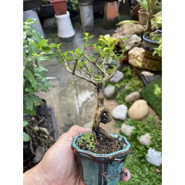 Sam hương bonsai mini có chậu tròn