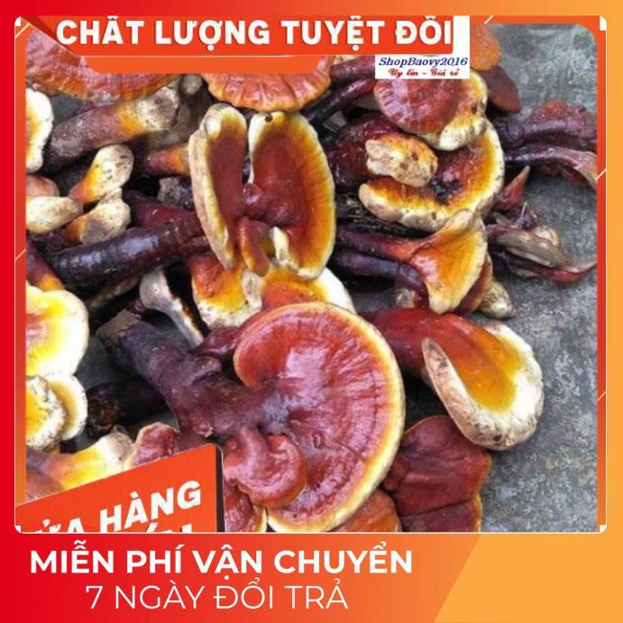 (Dược Liệu Quý) [FREE SHIP] 500g Nấm Lim xanh rừng Tây Bắc chuẩn rừng tự nhiên hỗ trợ bênh gout | WebRaoVat - webraovat.net.vn