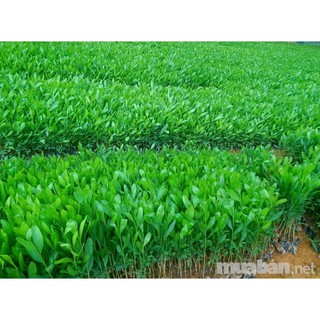 Cây Keo Lai Lá Tràm Giống Lấy Gỗ - Cao 30-40cm