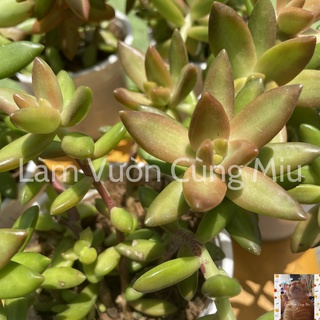 Sen Đá Cam 🍊🍊🍊 Size Bầu và Size Trung