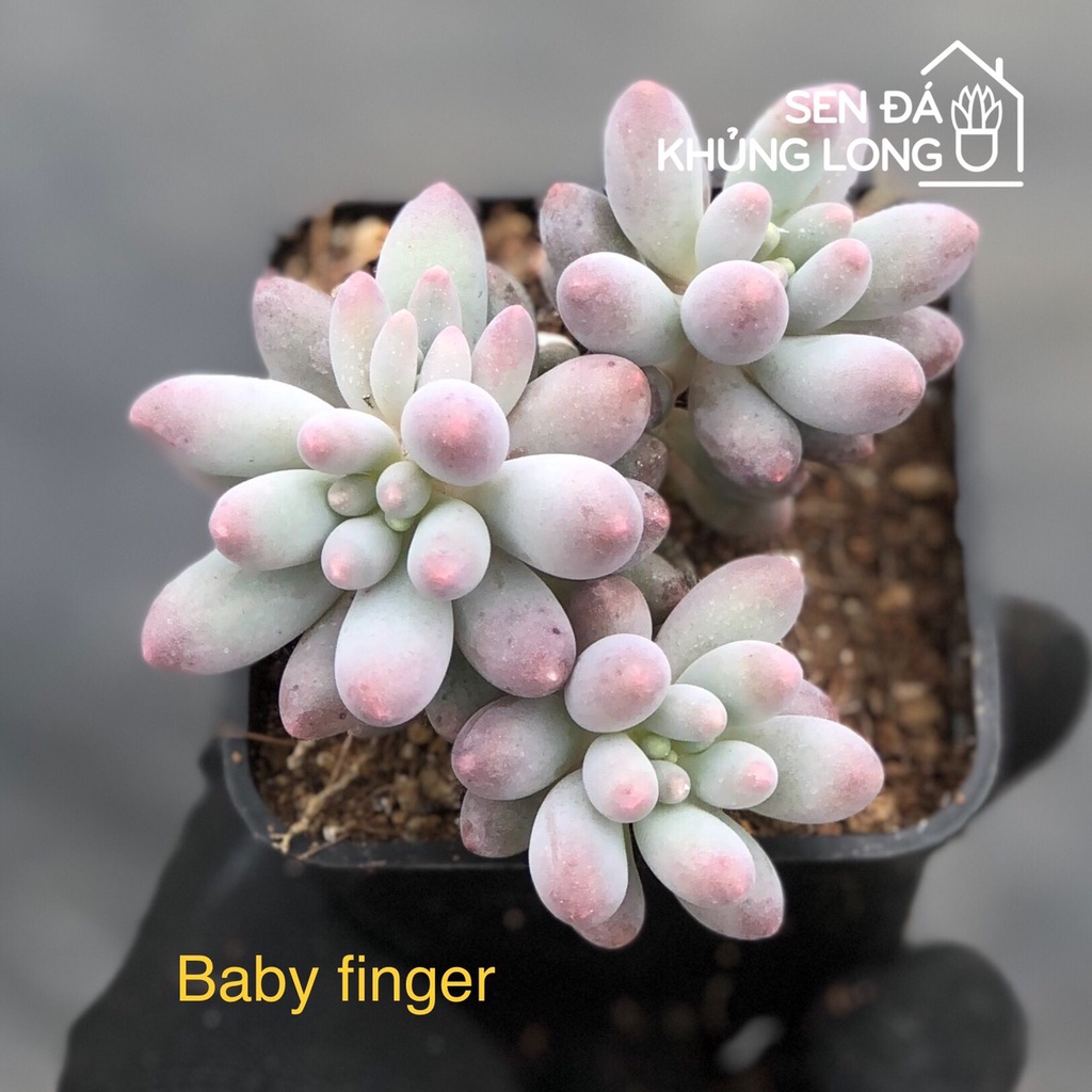 sen đá baby finger - pachyphytum baby finger