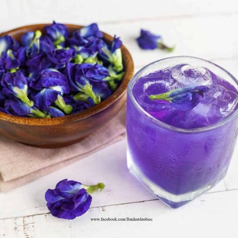 Cây  giống hoa đậu biếc kép siêu hoa