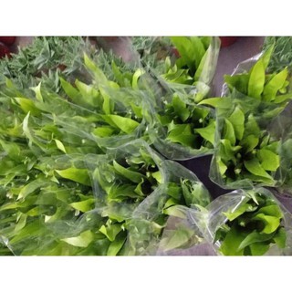 Sản phẩm chậu tổ quạ ghép lan, làm cây phong thủy + Tặng (0,3kg) phân hữu cơ cao cấp