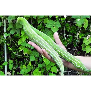 Hạt giống Mướp Rắn Qủa Dài, mướp Nhật - Gói 3 hạt