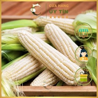 Hạt giống Bắp Nếp Dẻo Rado 936 (10gr)