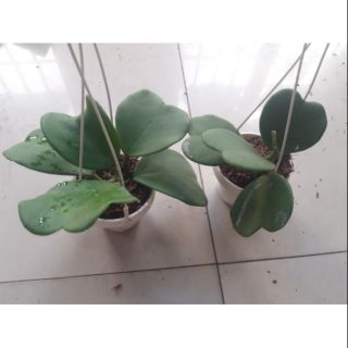 Cẩm cù lá  trái tim