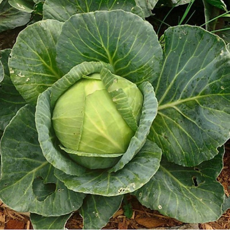 Hạt Giống Rau Bắp Cải Xanh Cao Sản Quấn Chặt, Bắp To, Năng Suất Cao, Dễ Trồng -Gói 1G