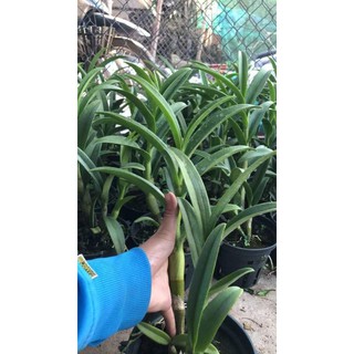 dendro nắng pensoda cây lớn chậu fi 18