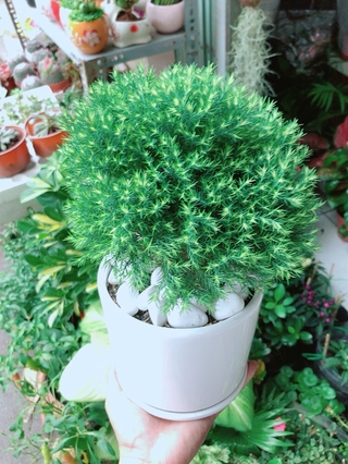 Chậu Cây Tùng Bồng Lai