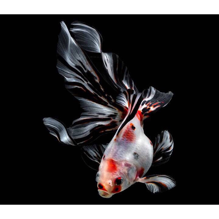 Thức ăn cá vàng✅saki Hikari color✅tím tăng màu cho cá gói 200g