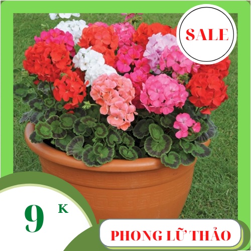 Hạt Giống HOA PHONG LỮ THẢO mix màu 20 hạt