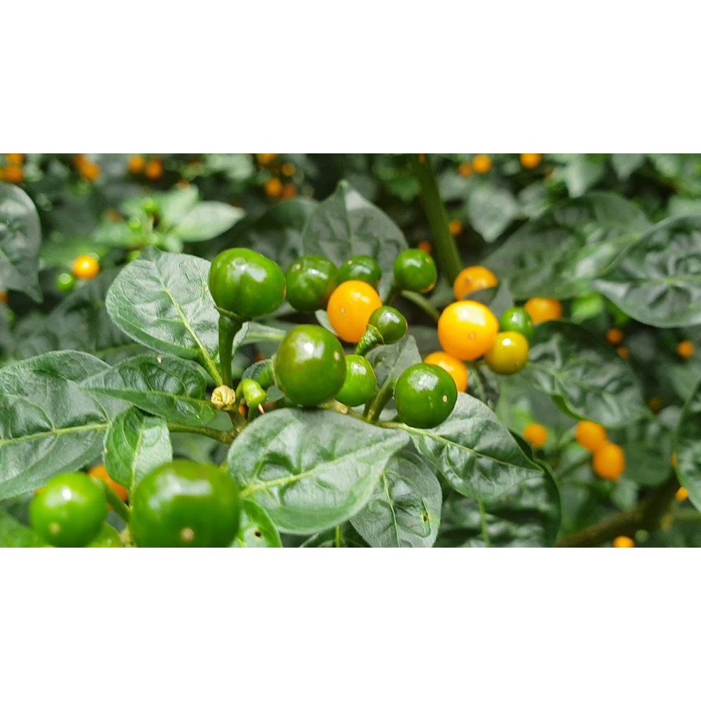 [Tặng trái] - Gói 30 hạt giống Ớt Peru Aji Charapita Mắc Nhất Thế Giới (Capsicum chinense)