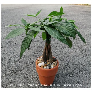 Cây kim ngân bính nhỏ, cây money tree