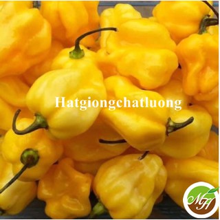 5 Hạt Giống Ớt Siêu Cay Habanero Màu Vàng ( Yellow Habanero) Tặng Kèm Kích Mầm