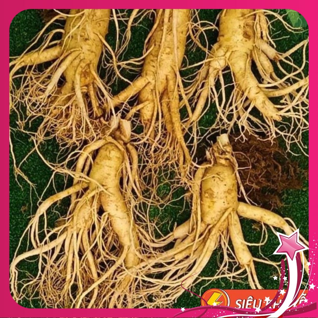 SÂM TƯƠI HÀN QUỐC 100% NHẬP KHẨU, KHÔNG CHẤT BẢO QUẢN. LOẠI 5 CỦ /1KG