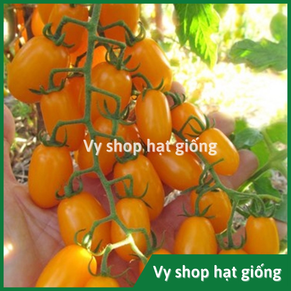 10 hạt giống cà chua trái cây Nova Known You Đài Loan
