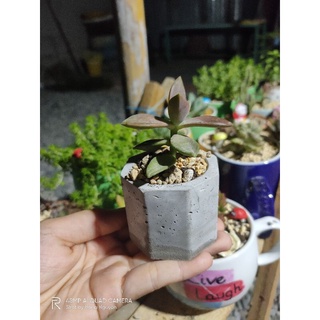 chậu xi măng mini trồng sen đá vỉ