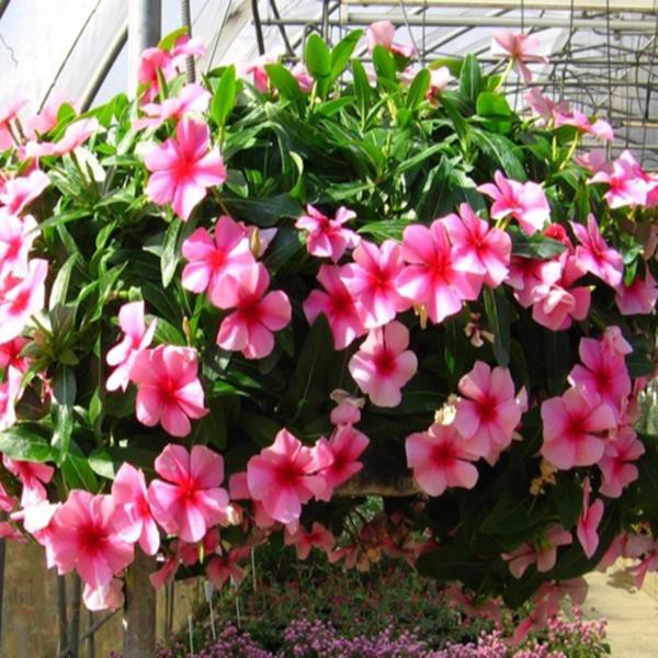 HẠT GIỐNG HOA DỪA CẠN RỦ
