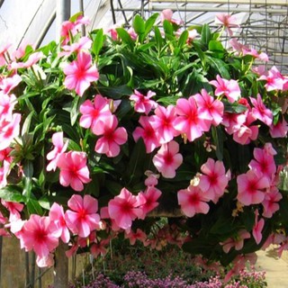 HẠT GIỐNG HOA DỪA CẠN RỦ