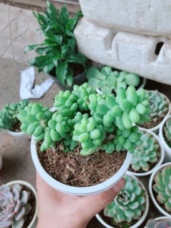 Cây Chuỗi Ngọc 50k/chậu