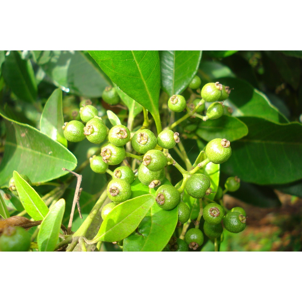 Hạt tiêu Jamaica thơm ngon - Allspice berries - Hũ 120 ml